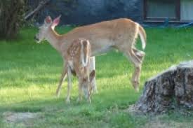 Province announces funding for urban deer cost-share program