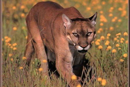 NPD delivers warning to public of cougar sighting in Fairview