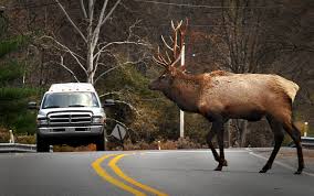 Wildlife detectors to be installed on Hwy 3 near Elko, Sparwood