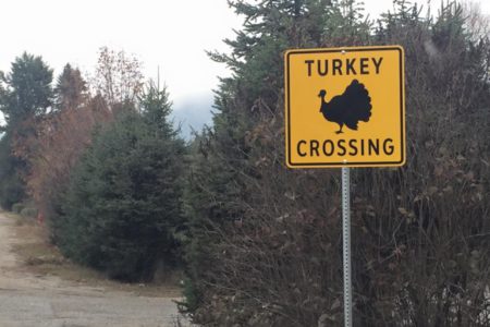 Ruffled feathers lead to fowl play in city signage