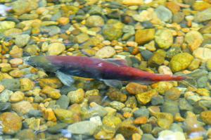 Province releases information on status of kokanee stocks in Okanagan lakes