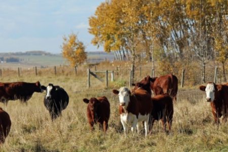 Reform of public land management needed in Alberta to address competing demands and reduce politicization