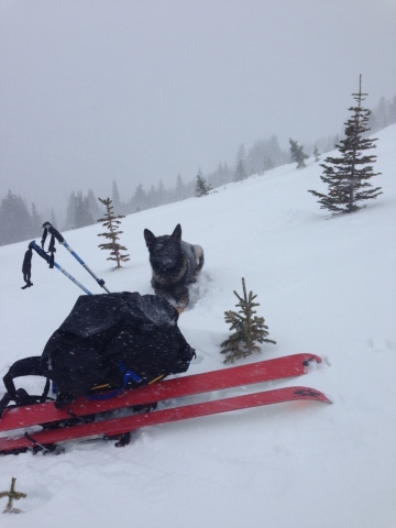 RCMP dog helps save Creston man