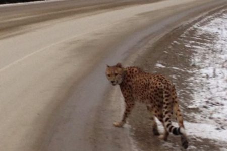 Charges Laid in Crawford Bay Cheetah Incident