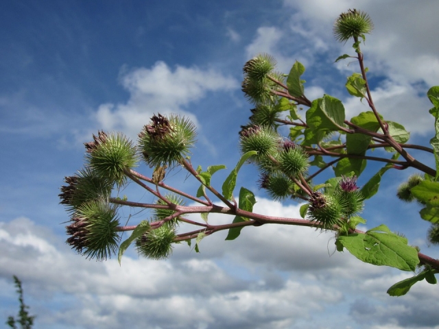 May is Invasive Species Action Month. Nip them in the bud!  