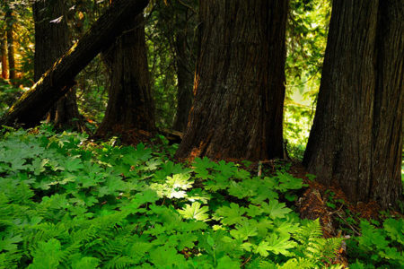 ALL Nature Conservancy of Canada (NCC) lands in BC closed to recreational access