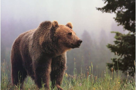 B.C. government announces end to the grizzly bear trophy hunt