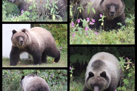 Conservation captures/relocates local grizzly