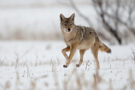 Coyote Bites Man, and other RCMP news