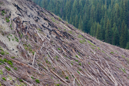 $50,000 to save forest above Cottonwood Lake may be too little, too late