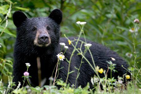 Opinion: Bears and us