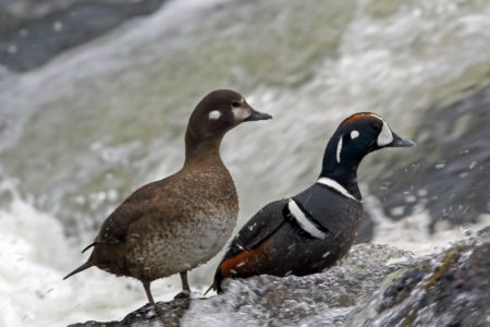 Harlequin Duck sightings in the Salmo River Watershed wanted
