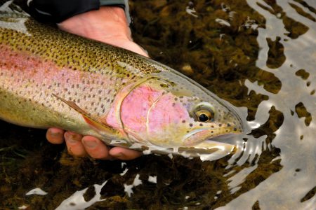 Improving Murphy Creek Spawning Channel