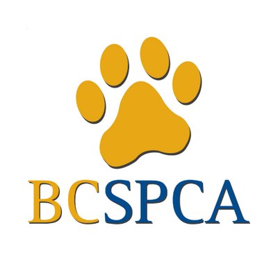 BC SPCA launches #NoHotPets campaign to highlight dangers of dogs in hot cars