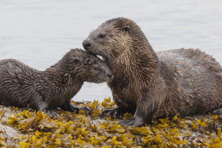 BC SPCA photo contest captures the beauty of local wildlife