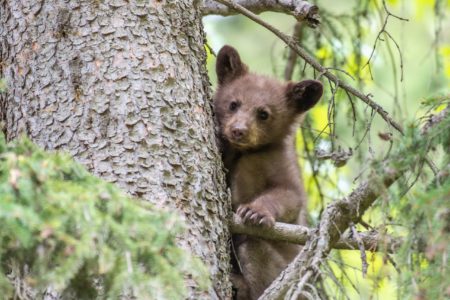 Deadline approaching for BC SPCA'S Wildlife-In-Focus Photography Contest