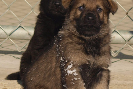 Calling all kids: RCMP Name That Puppy Contest!