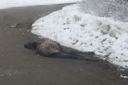 Brutal elk killing horrifies small community, C.O. Service asks public for information