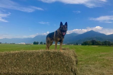 From one hero to another: Cop dog asks Dr. Henry's forgiveness for social distancing 'faux paw'