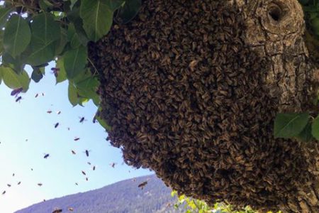 Save our bee swarms with one phone call