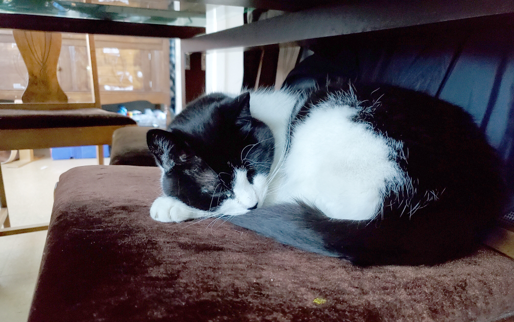 McCuaig family cat Dottie survives cougar encounter in Uphill