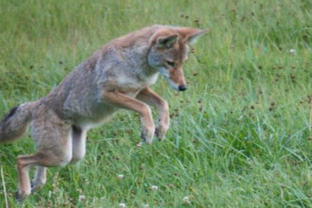 BC SPCA counsels parents/pet owners on handling coyote encounters