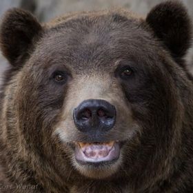 Bear climbs into truck - on Black Bear Drive: RCMP