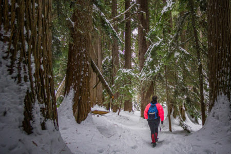 Rossland passes motion to defend BC’s last remaining Old-Growth Forests