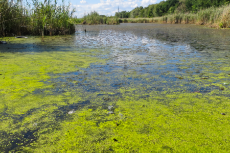 IHA warns of toxic algae blooms