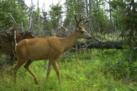 Citizen scientists sought for B.C. wildlife study