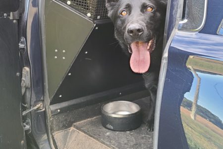 Police Dog Neeka gets her man on International Dog Day