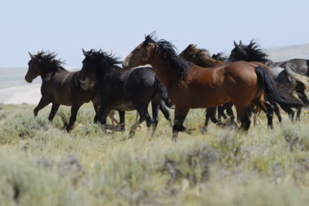 BC police investigate shooting of 17 wild horses near Walhachin