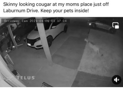 Trail RCMP warning of cougar in town