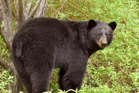 Castlegar, Nelson among top three worst communities for killing black bears