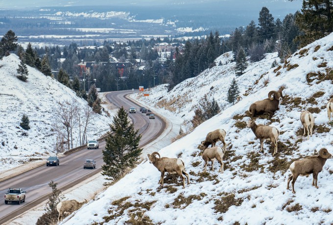 Wildlife overpass to keep drivers, bighorn sheep safe