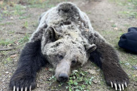 UPDATED: Grizzly bear family has returned to Heritage City