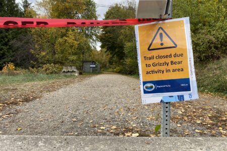 Grizzly returns: Trio of grizzly bears returns to Nelson following removal