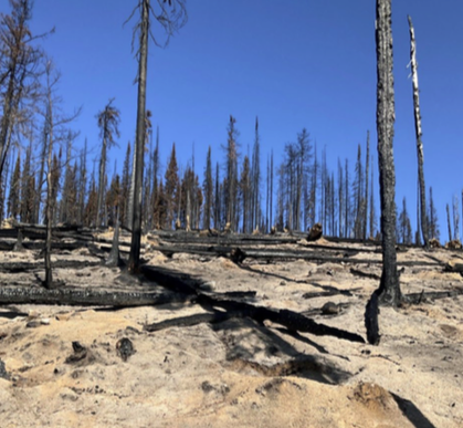 Provincial report warns of severe water repellency in West Kokanee Creek wildfire wake