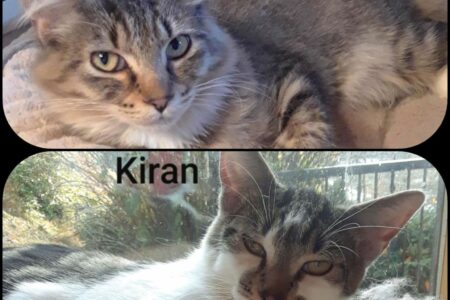 KAAP's Adorable Adoptables: Kash and Kiran