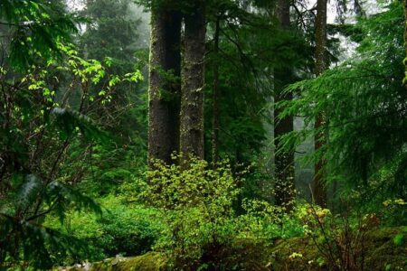 Old-growth forest preservation has deep roots in wildfire resiliency: Valhalla Wilderness Society