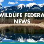 ELECTION 2024 OP-ED: Fish and Wildlife Management has hot rock bottom