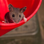 Public Health Inspectors Point to Risk in Rising Rodent Populations