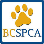 BC SPCA sees 350 per cent increase in animal protection investigation disputes in 2024