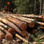 Kimberley locals concerned over scale of logging in St Marys River Valley