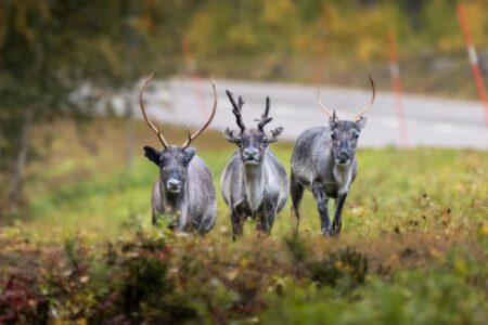 Environment Canada has ignored caribou decline for 10 years -- so far