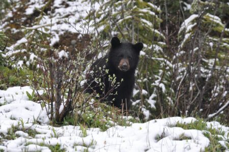 Be Bear Smart – Let’s Keep Bears Wild