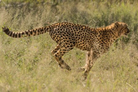 B.C. proposes ban on exotic cat ownership