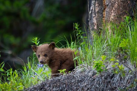 How a Bear Cub is rescued in the Kootenays