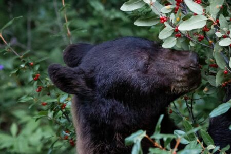 Black bears' favorite wild foods