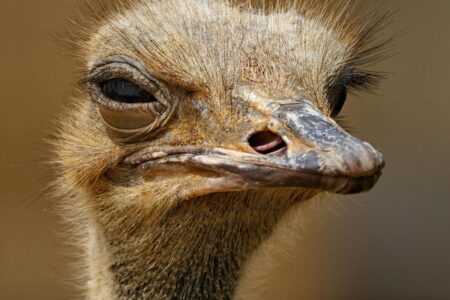 Fire at Universal Ostrich Farm under investigation, birds get stay of execution from Canada's top court